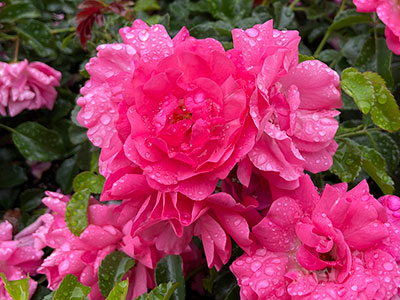 FlowerCarpet ® Pink