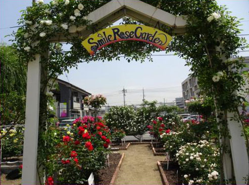 Fukuyama Fukatsu Elementary School Smile Rose Garden (Higashifukatsu-cho)